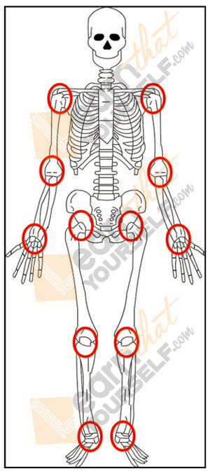 Skeleton anatomy study