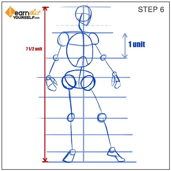 human anatomy proportions step 6