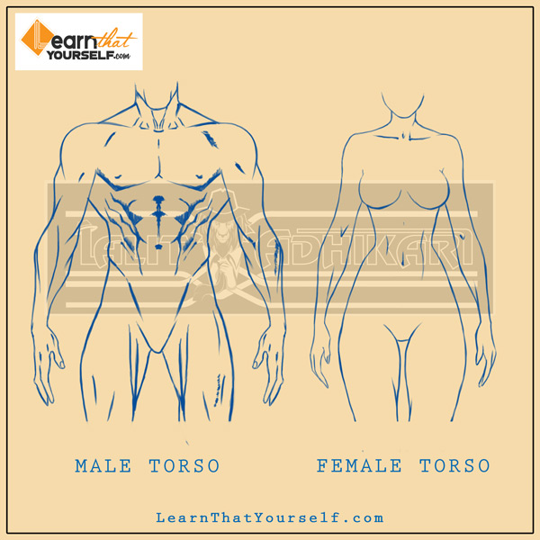 male anatomy vs female anatomy