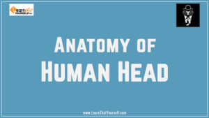 Anatomy of head