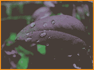 2 bit image with 4 colors